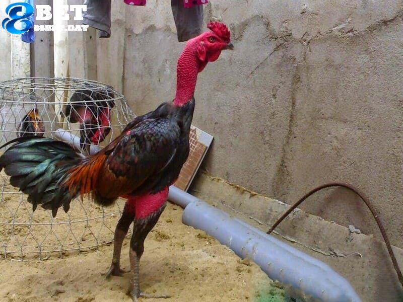 Gà chọi đòn là gì? Phân biệt gà chọi đòn và gà đá cựa chuẩn 5 Gà đòn sở hữu ngoại hình cao ráo, oai phong và bệ vệ