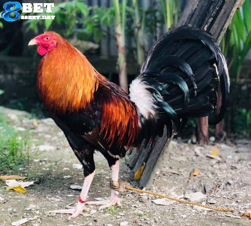 Tổng hợp 5 dòng gà chọi Philippine đá hay nhất mọi thời đại 6 Giống gà Joloano sở hữu màu sắc bắt mắt
